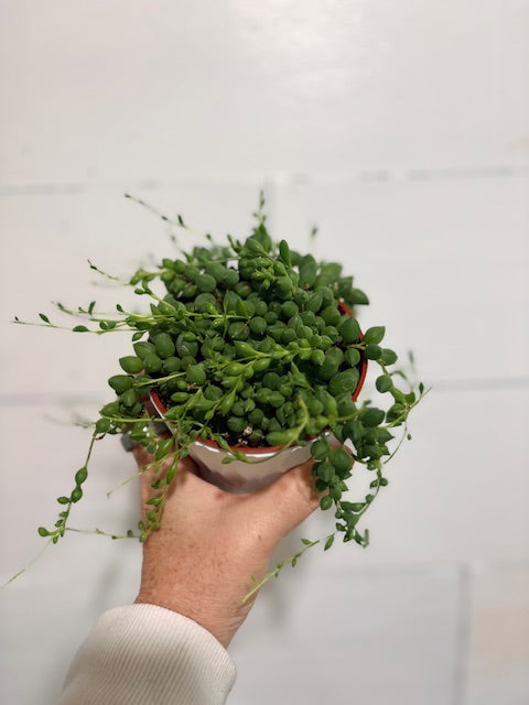 String of Tears Plant – 4" Trailing Succulent in White Decorative Pot