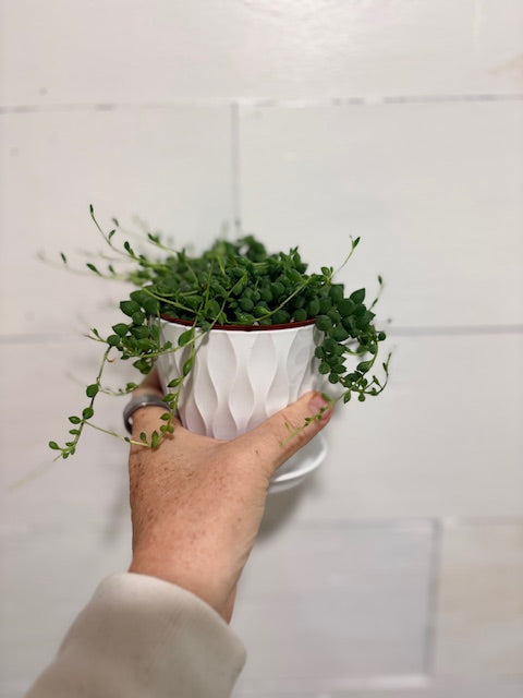 String of Tears Plant – 4" Trailing Succulent in White Decorative Pot