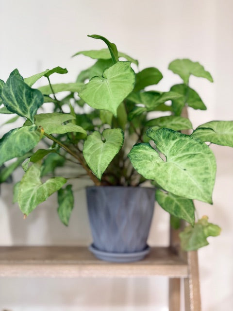 Arrowhead Plant – 6" The Easy One (Styled in a Grey Pot)