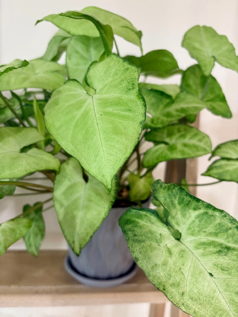 Arrowhead Plant – 6" The Easy One (Styled in a Grey Pot)