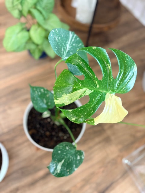 Thai Constellation Monstera – 10" Statement Plant in Self-Watering Pot