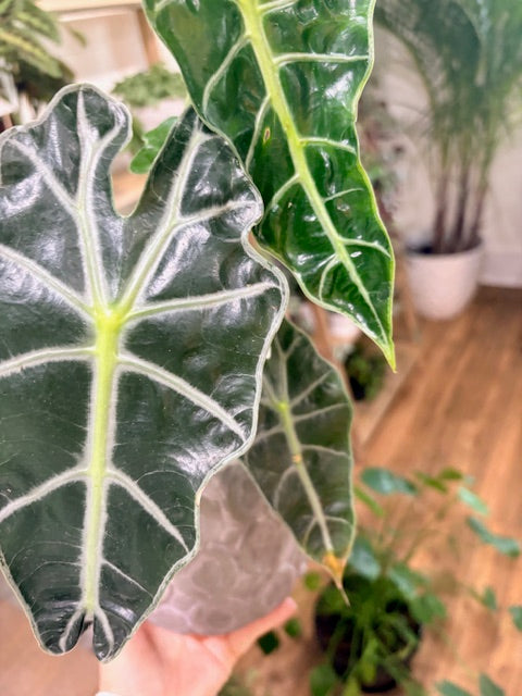 African Mask Alocasia Plant – 8" Bold Beauty in a Braided Stone Pot