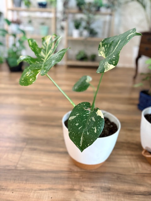 Thai Constellation Monstera – 10" Statement Plant in Self-Watering Pot