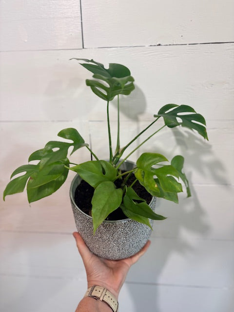 Monstera Minima – 6" Mini Jungle Vibes in a Decorative Clay Pot