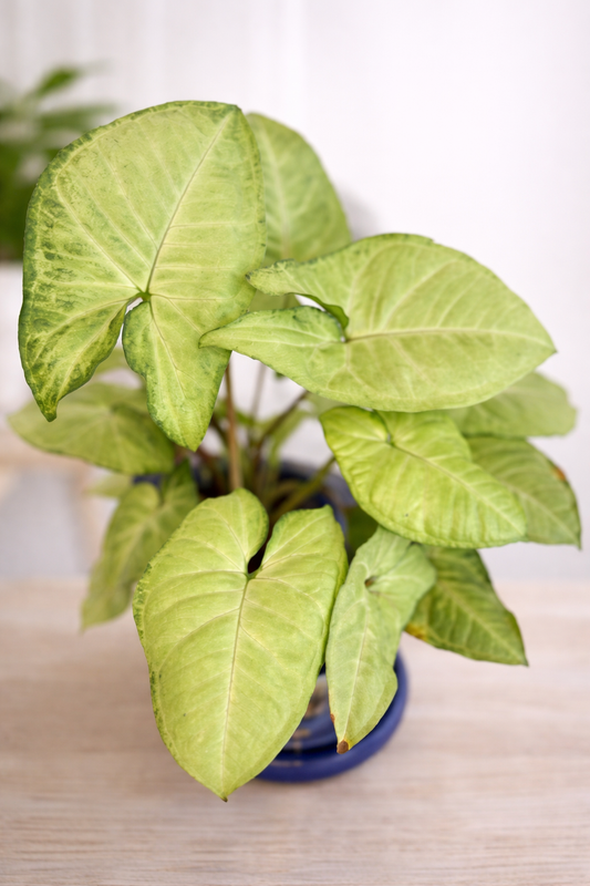 Arrowhead Plant – 6" Easygoing Green in a Decorative Clay Po
