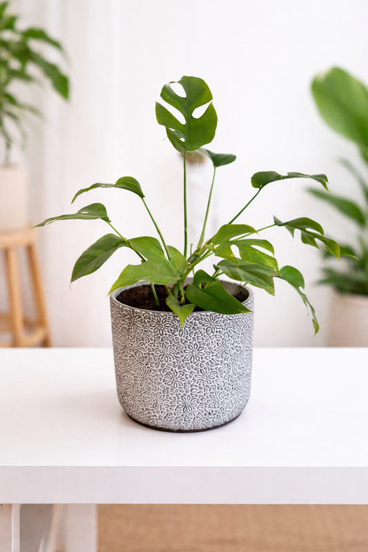 Monstera Minima – 6" Mini Jungle Vibes in a Decorative Clay Pot