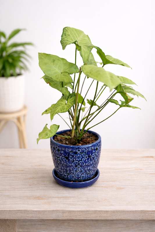 Arrowhead Plant – 6" Easygoing Green in a Decorative Clay Po