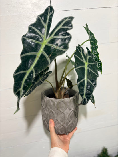 African Mask Alocasia plant with dramatic green leaves in a medium braided stone pot